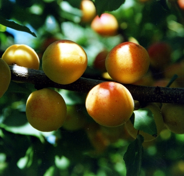 Абрикос 'Царский'